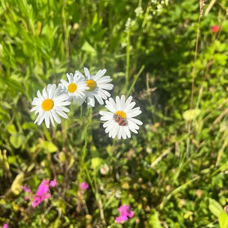 Apartamento Landhof Naegele's Vom Berg Argenbuhl